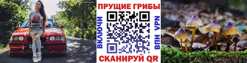shop наркотические препараты  Усть-Джегута  Псилоцибиновые грибы Psilocybe  где купить наркотик 